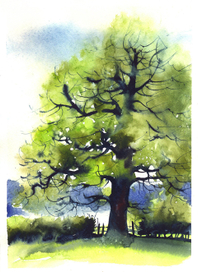 Английский дуб