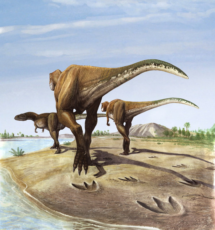 Megalosauripus