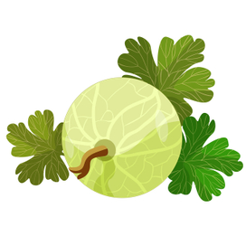 card with gooseberries with leaves  vector illustration