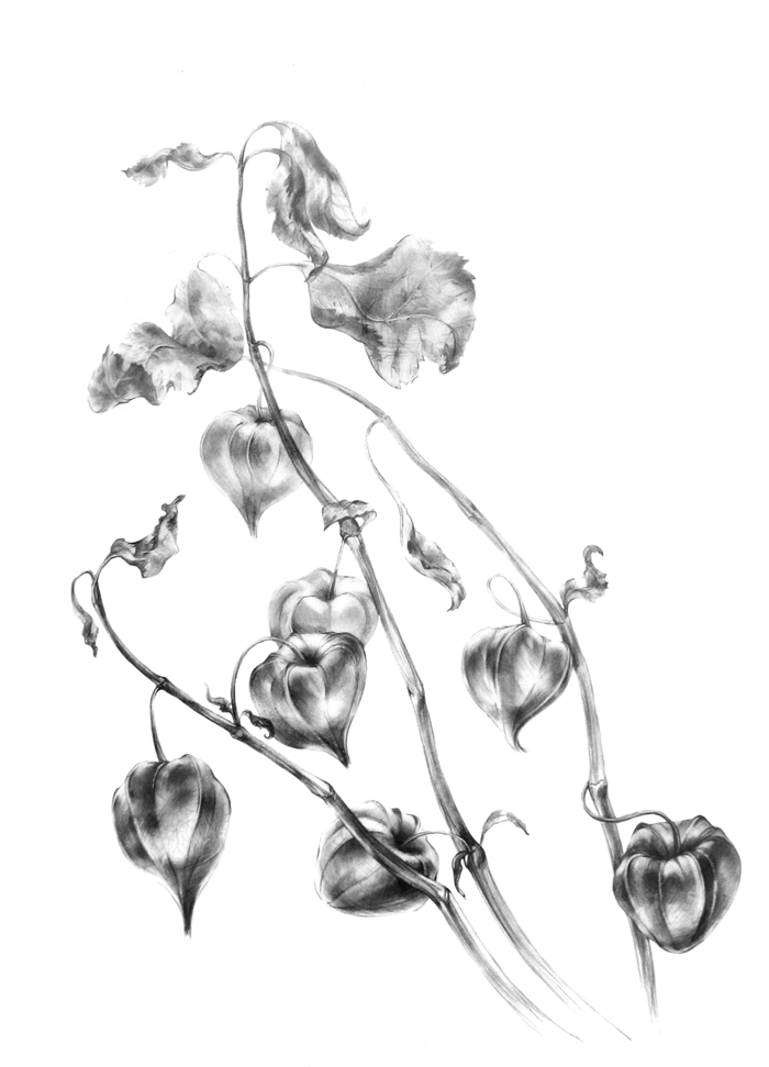 Сухие цветы Физалис