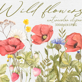 Акварельные полевые цветы. 