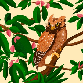 Sokoke scops owl (Otus ireneae)