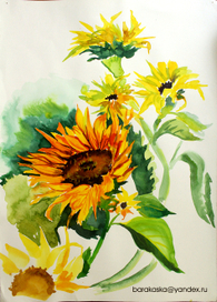 Подсолнух 1