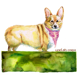 Корги