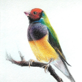 Тропическая птичка