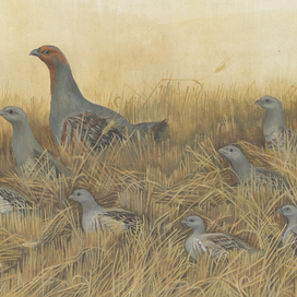 Оранжевое горлышко