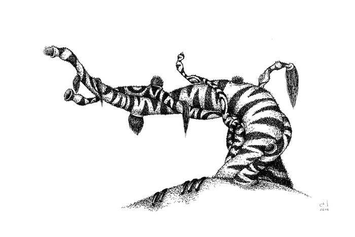 дружелюбная зебра