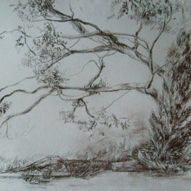 Кипарис и акация