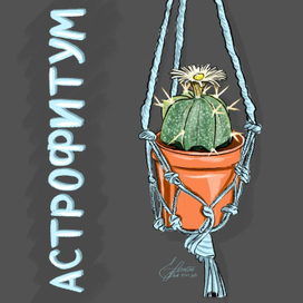 Кактус Астрофитум