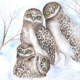 Совиная семья