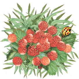 Земляника на траве.