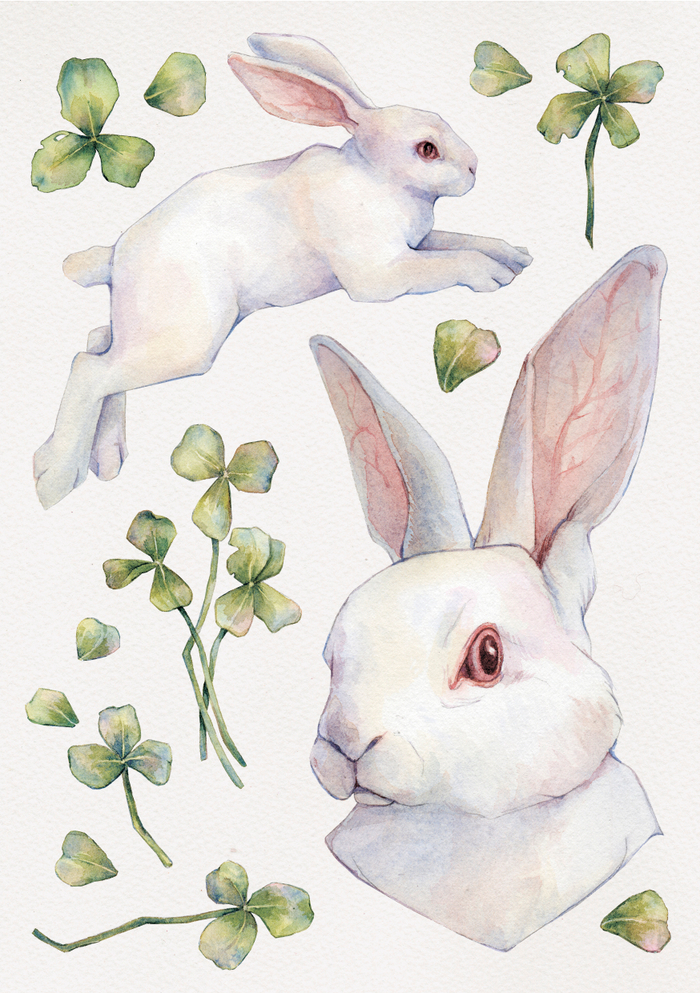 Белый кролик