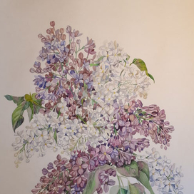 Сирень и черемуха