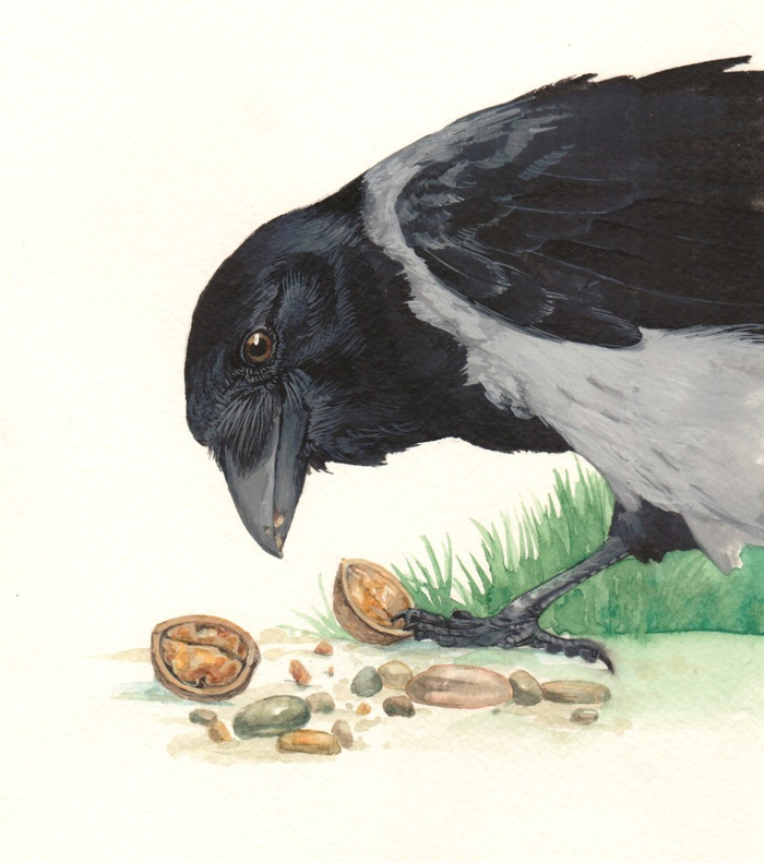 Серая ворона