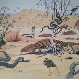 илл. из книги "На поиски животных" (Пустыни Центральной Азии)