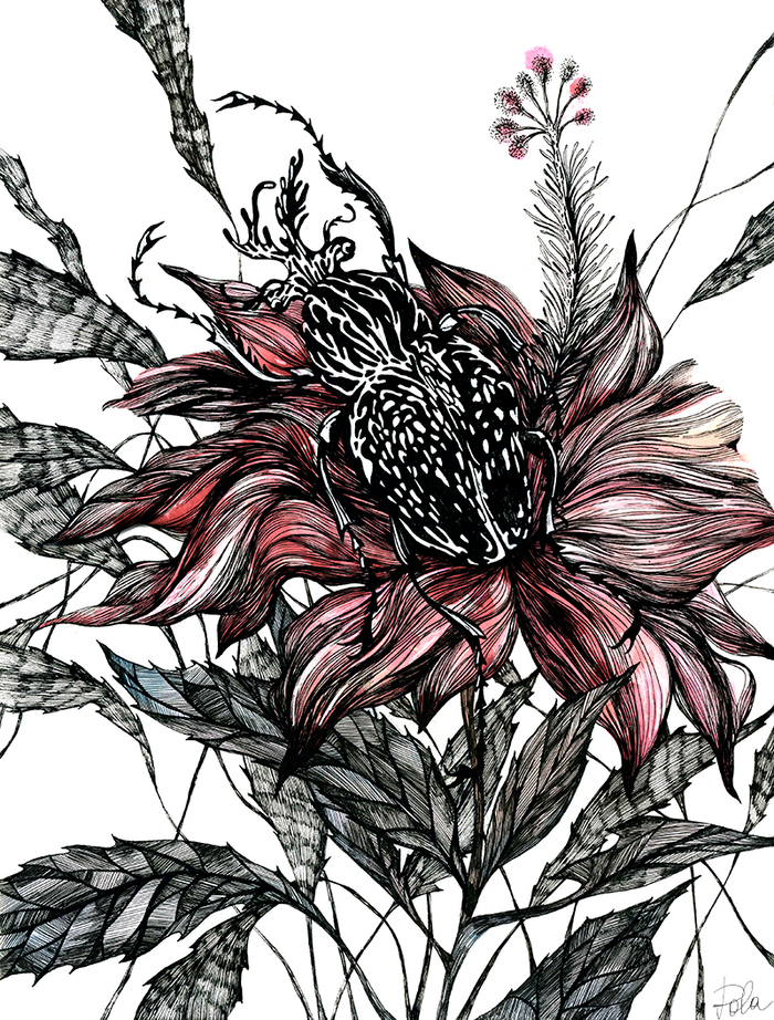 Жук Гибискус