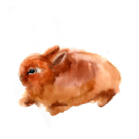 Rabbit