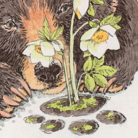 Медвежий след