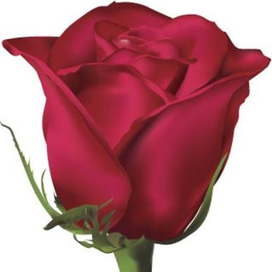 векторная иллюстрация Gradient mesh