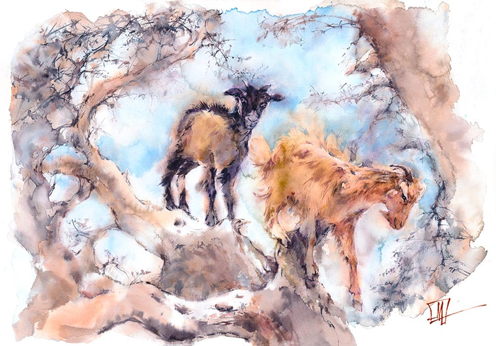 Марокканские козы