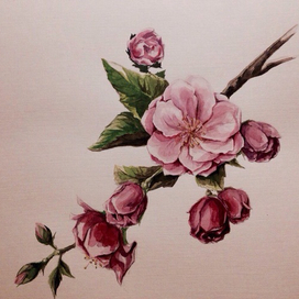 Ветка яблони.