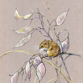 Мышка на лунарии