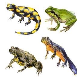 Земноводные