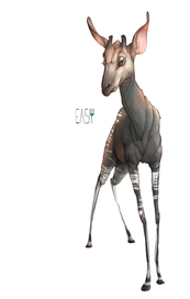 okapi