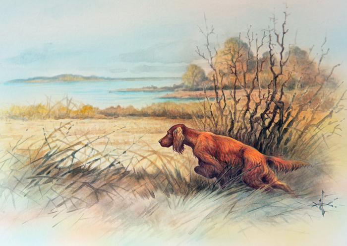 Подружейные собаки. Ирландский сеттер.