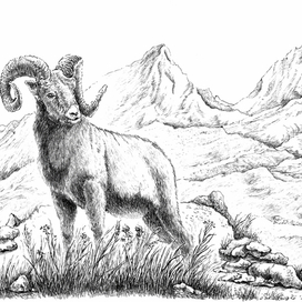 Горный баран