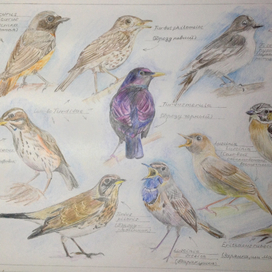 Птицы средней полосы России 