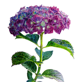 Гортензия, ботаническая иллюстрация, выполнена акварелью и переведена в JPEG file с растушёвкой краёв, изолирована на белом фоне.