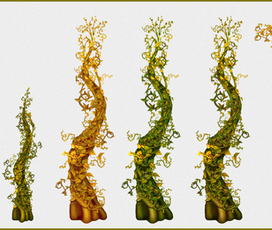 Бобовое дерево.Иллюстрации для игры.