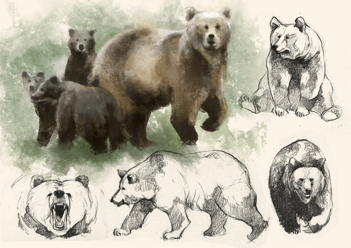 Bears