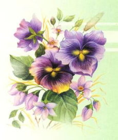 Анютины глазки