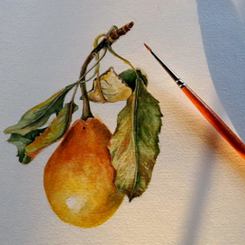 Ботаническая иллюстрация груши