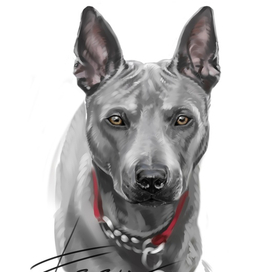 Тайский риджбек