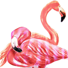 Pink Flaningo