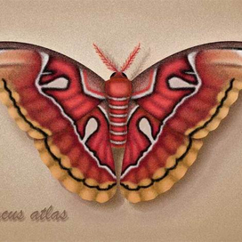 Павлиноглазка атлас