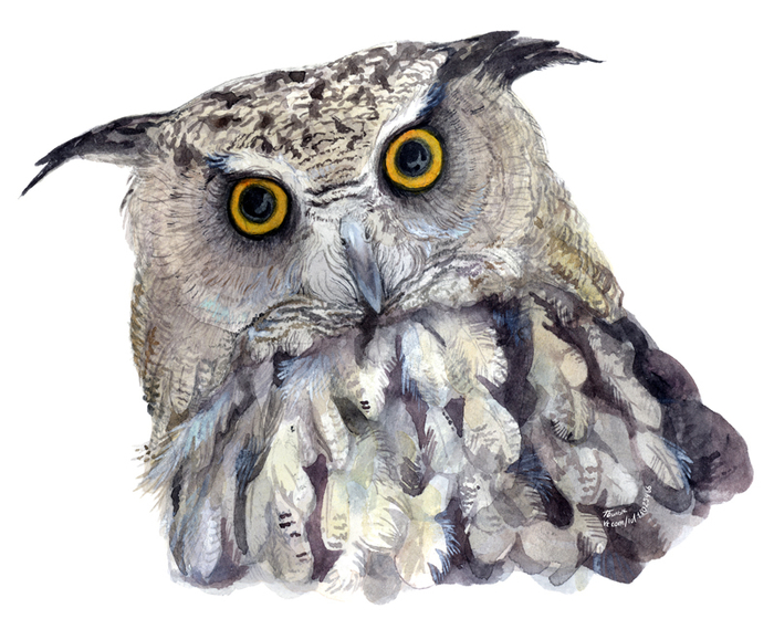 Западно-сибирский филин нарисовался