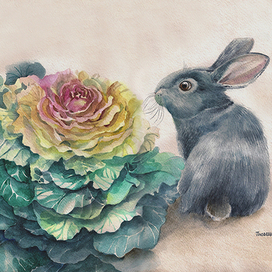 Зайкина капуста