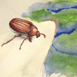 Майский жук. Самый настоящий.