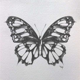 Бабочка Эстория