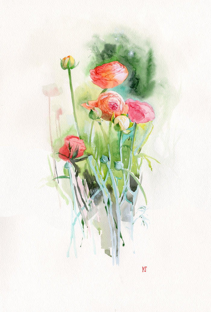 Ранункулюсы