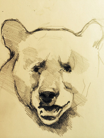 Набросок барибала