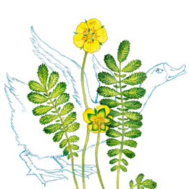 Почему травку назвали гусиной лапкой?