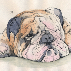 Bulldog