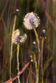 Одуванчики