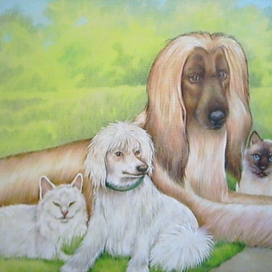 Собаки и кошки