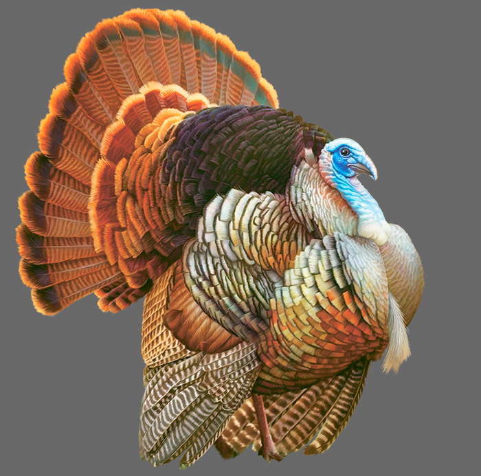 Индюшок для упаковки кормов